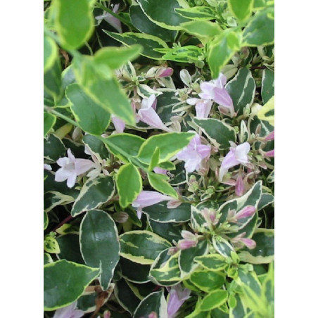 ABELIA grandiflora HOPLEYS VARIEGATA® (Abélia à grandes fleurs Hopleys variegata)