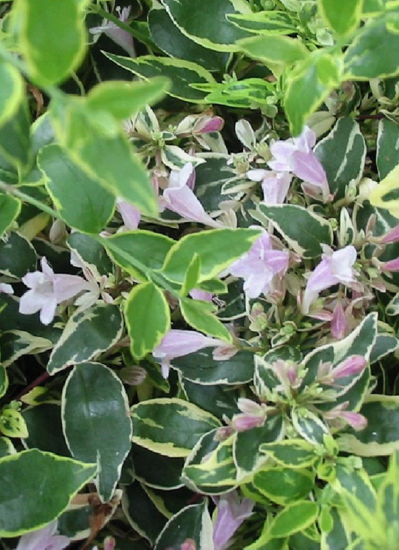 abelia-a-grandes-fleurs-hopleys-variegata-abelia-grandiflora-hopleys-variegata.jpg