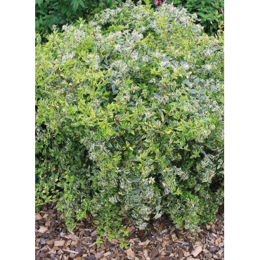 ABELIA grandiflora HOPLEYS VARIEGATA® (Abélia à grandes fleurs Hopleys variegata)