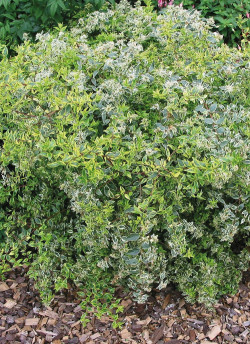 abelia-a-grandes-fleurs-hopleys-variegata-abelia-grandiflora-hopleys-variegata-1.jpg