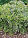 abelia-a-grandes-fleurs-hopleys-variegata-abelia-grandiflora-hopleys-variegata-1.jpg