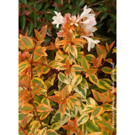 ABELIA grandiflora KALEIDOSCOPE® (Abélia à grandes fleurs Kaleidoscope)