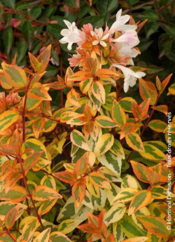abelia-a-grandes-fleurs-kaleidoscope-abelia-grandiflora-kaleidoscope.jpg