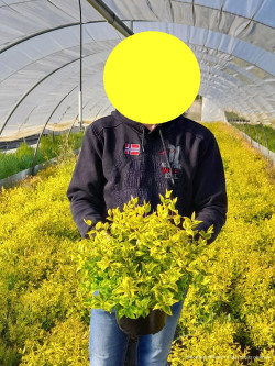 ABELIA KALEIDOSCOPE En pot de 4-5 litres buisson diamètre 030-040 cm