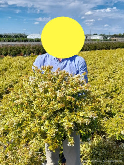 ABELIA KALEIDOSCOPE En pot de 10-12 litres buisson diamètre 060-080 cm