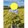 ABELIA KALEIDOSCOPE En pot de 10-12 litres buisson diamètre 060-080 cm