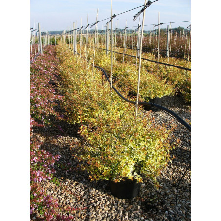 ABELIA grandiflora KALEIDOSCOPE® (Abélia à grandes fleurs Kaleidoscope)