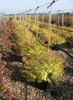 ABELIA KALEIDOSCOPE En pot de 15-20 litres buisson diamètre 080-100 cm