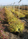 abelia-a-grandes-fleurs-kaleidoscope-abelia-grandiflora-kaleidoscope-7.jpg