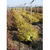 ABELIA KALEIDOSCOPE En pot de 15-20 litres buisson diamètre 080-100 cm
