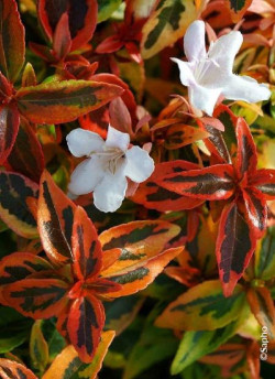 ABELIA KALEIDOSCOPE