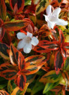 abelia-a-grandes-fleurs-kaleidoscope-abelia-grandiflora-kaleidoscope-2.jpg