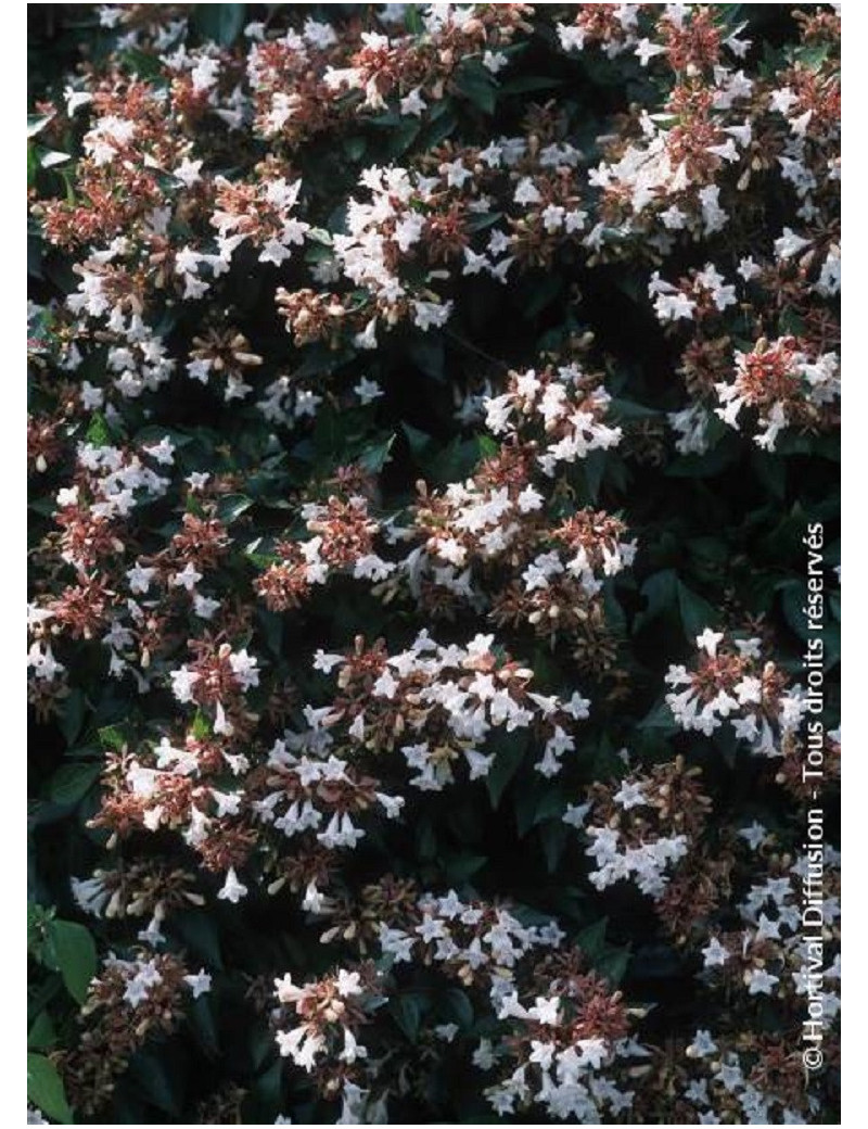 ABELIA grandiflora SEMPERFLORENS (Abélia à grandes fleurs Semperflorens)