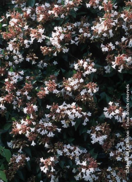 abelia-a-grandes-fleurs-semperflorens-abelia-grandiflora-semperflorens.jpg