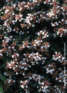 abelia-a-grandes-fleurs-semperflorens-abelia-grandiflora-semperflorens.jpg
