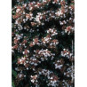 ABELIA SEMPERFLORENS