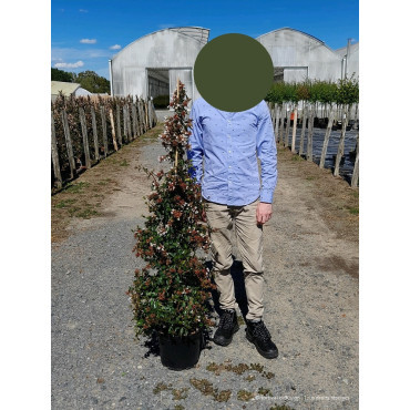 ABELIA SEMPERFLORENS En pot de 10-12 litres buisson hauteur 040-060 cm