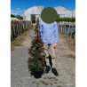 ABELIA SEMPERFLORENS En pot de 10-12 litres buisson hauteur 040-060 cm
