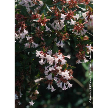 ABELIA grandiflora SEMPERFLORENS (Abélia à grandes fleurs Semperflorens)