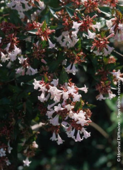 ABELIA SEMPERFLORENS
