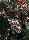 abelia-a-grandes-fleurs-semperflorens-abelia-grandiflora-semperflorens-2.jpg