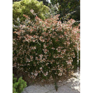 ABELIA grandiflora SEMPERFLORENS (Abélia à grandes fleurs Semperflorens)