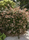 abelia-a-grandes-fleurs-semperflorens-abelia-grandiflora-semperflorens-1.jpg