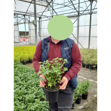 ANISODONTEA EL RAYO En pot de 4-5 litres buisson