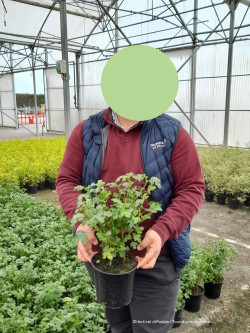 ANISODONTEA EL RAYO En pot de 4-5 litres buisson