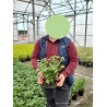 ANISODONTEA EL RAYO En pot de 4-5 litres buisson