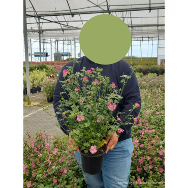 ANISODONTEA EL RAYO En pot de 4-5 litres buisson