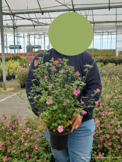ANISODONTEA EL RAYO En pot de 4-5 litres buisson