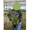 ANISODONTEA EL RAYO En pot de 4-5 litres buisson