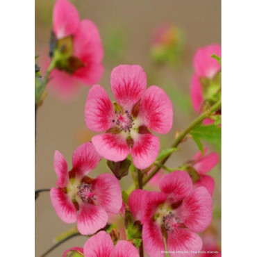 ANISODONTEA EL RAYO (Mauve du Cap)