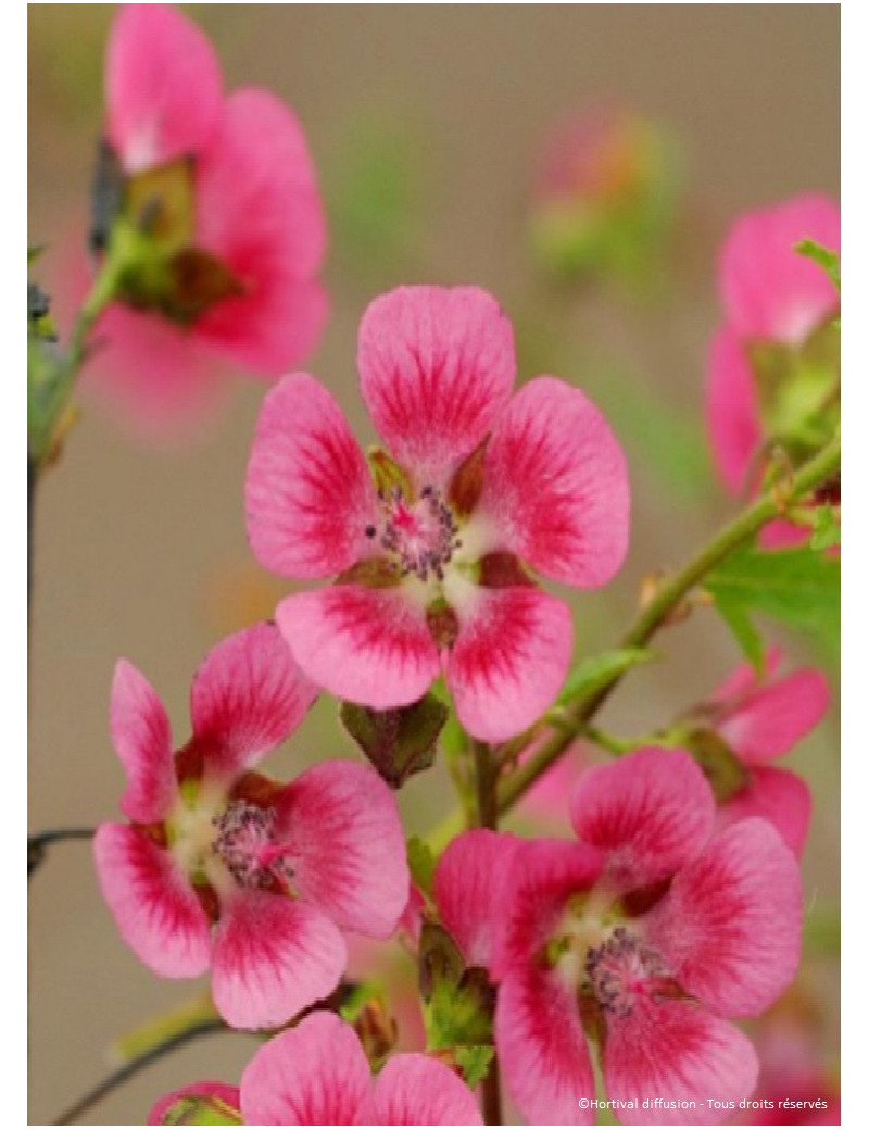 ANISODONTEA EL RAYO (Mauve du Cap)