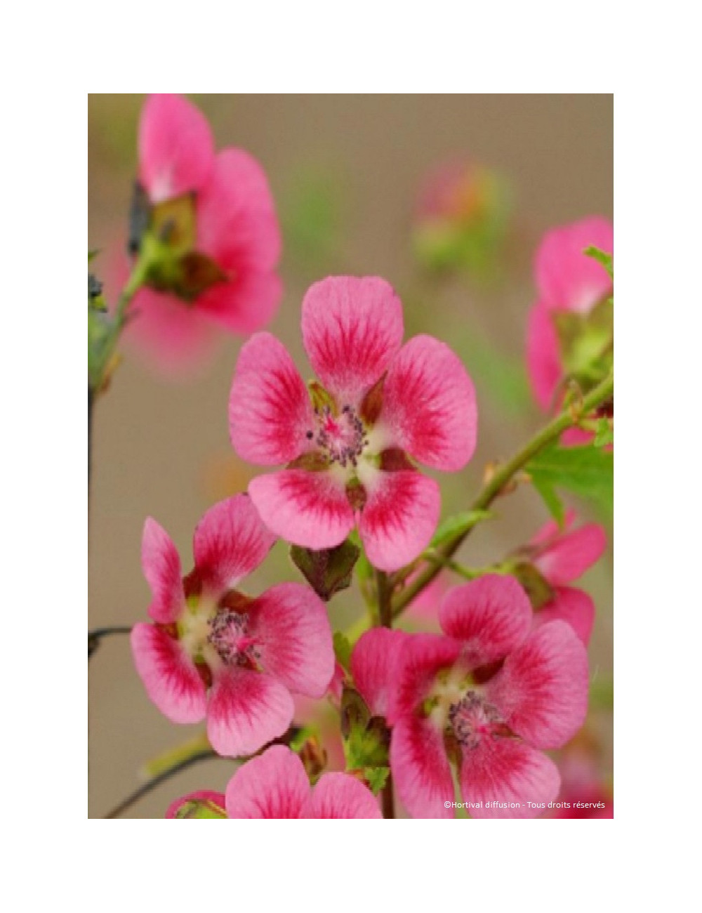 ANISODONTEA EL RAYO