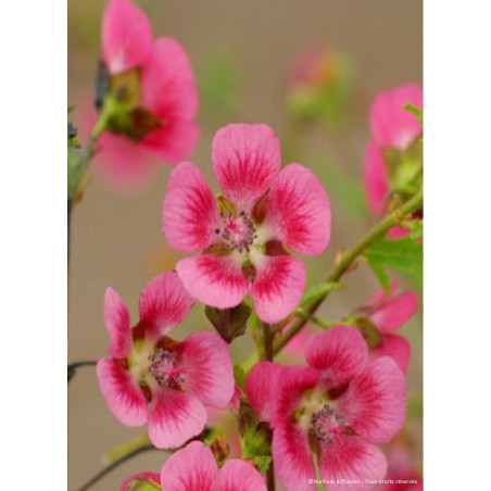 ANISODONTEA EL RAYO (Mauve du Cap)