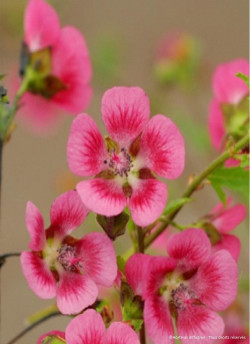 ANISODONTEA EL RAYO