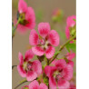 ANISODONTEA EL RAYO