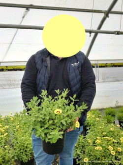 HALIMIOCISTUS wintonensis MERRIST WOOD CREAM En pot de 4-5 litres