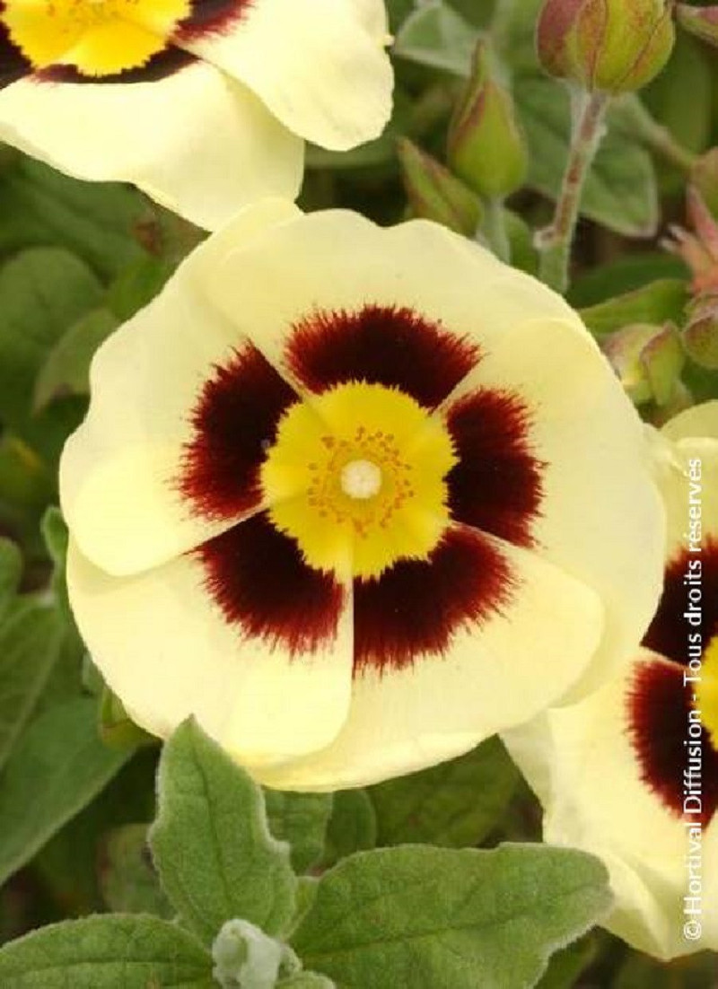 HALIMIOCISTUS wintonensis MERRIST WOOD CREAM