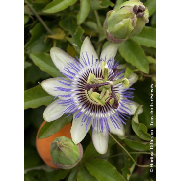 PASSIFLORA caerulea (Fleur de la passion, passiflore bleue)