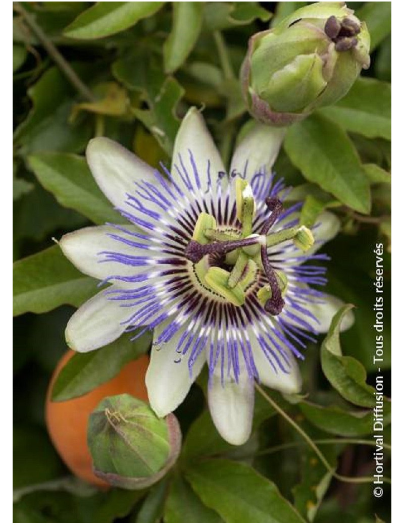 PASSIFLORA caerulea (Fleur de la passion, passiflore bleue)