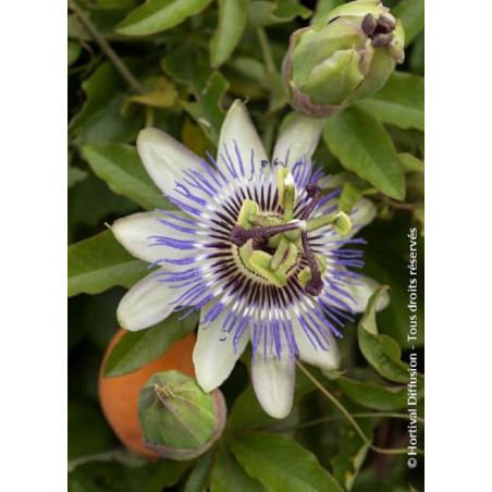 PASSIFLORA caerulea (Fleur de la passion, passiflore bleue)