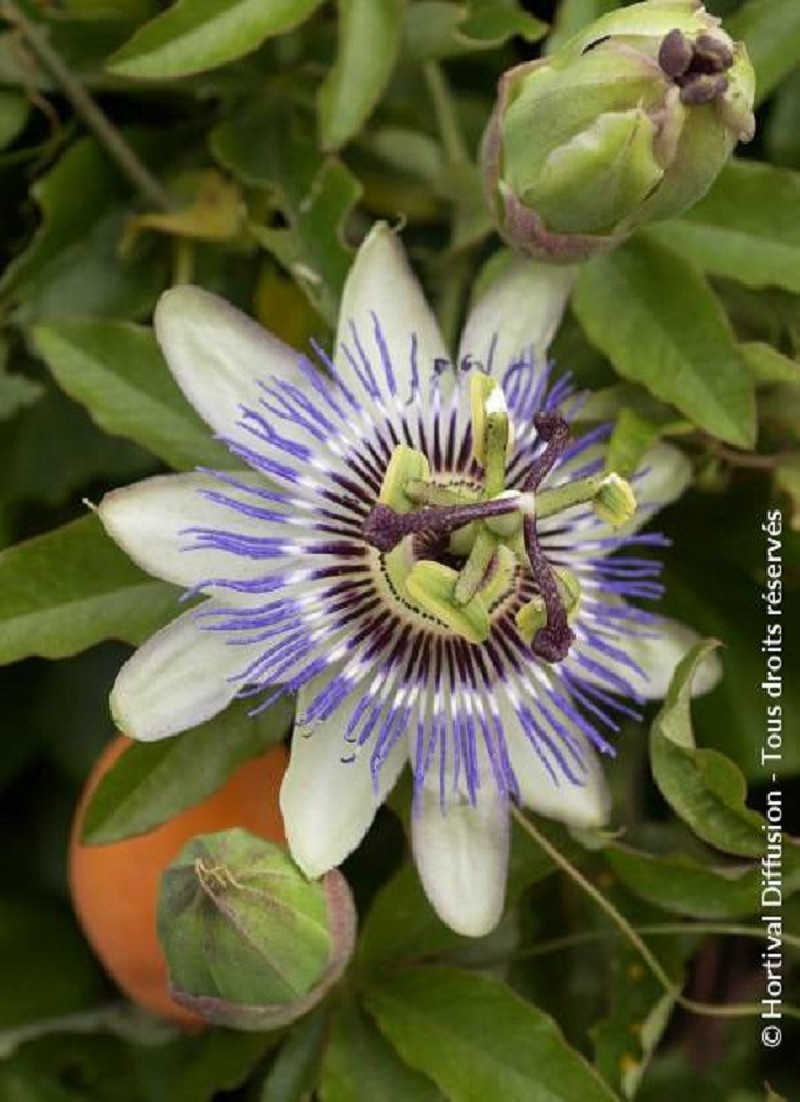 PASSIFLORA caerulea