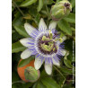 PASSIFLORA caerulea (Fleur de la passion, passiflore bleue)