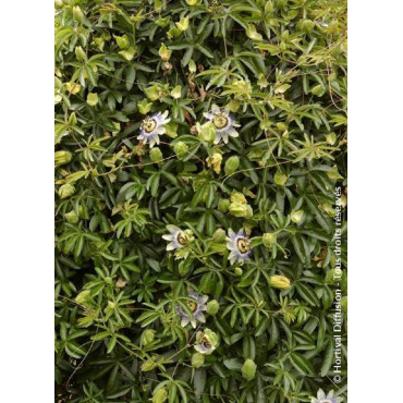 PASSIFLORA caerulea (Fleur de la passion, passiflore bleue)