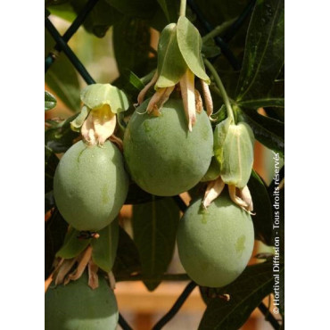 PASSIFLORA caerulea (Fleur de la passion, passiflore bleue)