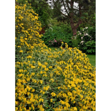 PHLOMIS fruticosa (Sauge de Jérusalem)