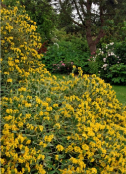 PHLOMIS fruticosa